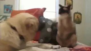 Самые смешные видео про котов Fail cats