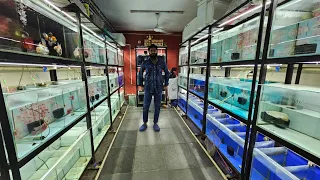 9.9 India Flowerhorn Fish Shop