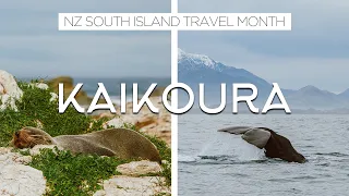 KAIKOURA: WHALE WATCHING, SEAL COLONY, CAR MUSEUM /// NEW ZEALAND TRAVEL VLOG