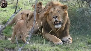 Lion cub bites father tail _ Lion father protecting cubs