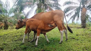 Beginilah anak sapi‼️kalau tiba waktunya