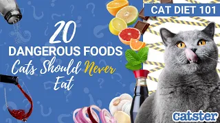 20 Human Foods To Keep Away From Your Cat