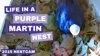 Life in a Purple Martin nest: 2019 nestcam recap