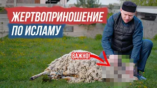 КАК ПРАВИЛЬНО РЕЗАТЬ БАРАНА делать курбан НА КУРБАН БАЙРАМ - Марат хазрат Багдалов