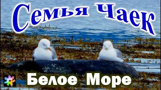 🐤🦢 Серебристые Чайки воспитывают птенца. Белое море. Заполярье