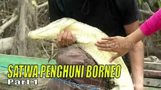 SATWA PENGHUNI BORNEO | JEJAK PETUALANG (29/11/23) Part 1