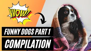 You will get STOMACH ACHE FROM LAUGHING SO HARD 🤣🐶 Best Funny Dogs Videos 2021 Compilation Part 1