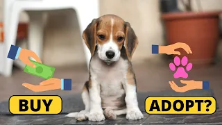 Adopting vs Buying a Beagle: the pros and cons of both Worlds
