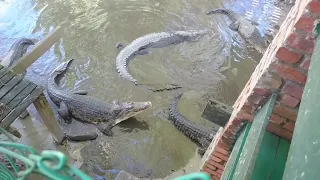 Crocodile growling sound. Rare scene