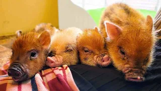 Japan's Micro Pig Cafe Experience🐷❤️ | mipig cafe Harajuku