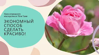 569. Технология черенкования розы. Как правильно.