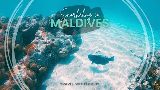 Snorkeling in Maldives 🇲🇻 | Underwater Paradise Discovery
