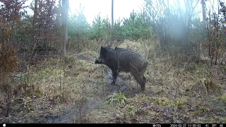 Kulawy DZIK🐗, WILK🐺🐺, Borsuki🦡 i Kozioł🦌... Fotopułapka redleaf rd3049PRO