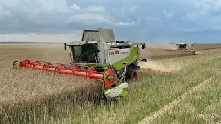 Harvesting rapeseed 2023 with a combine harvester Claas Lexion 580, Claas Lexion 580 + Terra Truck.