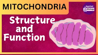 Mitochondria Structure and Function: Cell Organelles | Function of Mitochondria class 9 and 11