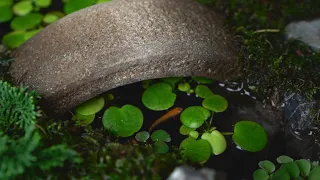 日本庭園を作る