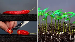 Chili pepper time lapse #greentimelapse #gtl #timelapse