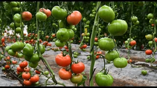 ¡No te pierdas este genial invernadero de tomate Errasty RZ!
