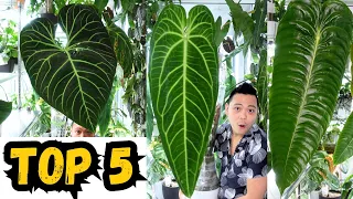 😮 TOP 5 FAVOURITE PLANTS | 🌱 Queen Anthurium, Regale, King, Monstera Thai, Monstera Burle Marx Flame