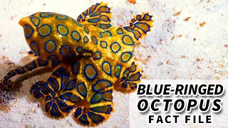 Blue-ringed Octopus Facts: a DEADLY octopus 🐙 | Animal Fact Files