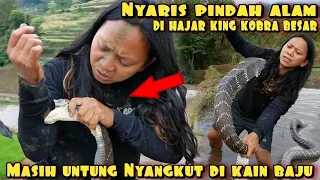 DEDE INOEN KENASENTIL KING KOBRA BESAR NYARIS PINDAH ALAM