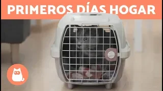 LLEGADA de un GATO a CASA 🐱 🏠 ¿Cuánto tarda en Adaptarse?