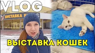 ВЛОГ ВЫСТАВКА КОШЕК И КОТОВ В КИЕВЕ 🐱КОТЫ ПО $1000 И БЕСЦЕННЫЕ 🙀