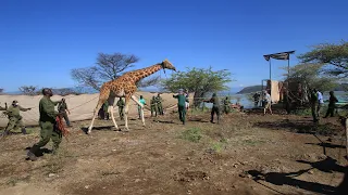 Saving The Rothschild Giraffes From Lake Baringo