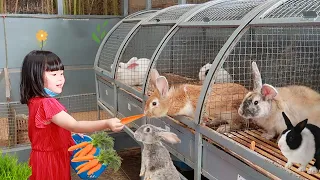 Feed Rabbits, Guinea Pigs and Ducks | Cute Animals For Kids