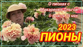 Цветение пионов 19 мая 2023 года / Сад Ворошиловой
