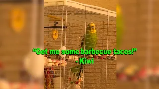 Budgie with incredible vocabulary says 14 phrases back to back!