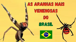 ESSAS ARANHAS SÃO PERIGOSAS? VEJA AS ARANHAS ARMADEIRA, VIÚVA-NEGRA, ARANHA-MARROM E OUTRAS!