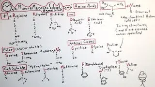 The 20 Amino Acids - One Minute Medical School