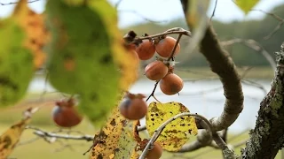 Persimmon - Native Fruit Trees for Wildlife