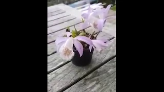 Pleione Hybrid bought at the Auction at South East Orchid Society