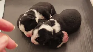 Miniature American Shepherd Puppies newborn