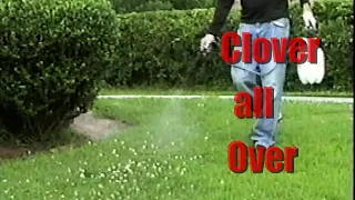 Kill WHITE CLOVER WEED Fast & Easy without Harming your Grass