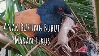 ANAK BURUNG BUBUT MEMAKAN TIKUS #burungbubut  #burung