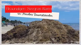 Braunalgen Alarm in Mexiko - So sieht es aktuell in Playa del Carmen mit den Algen aus