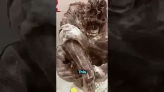 Orangutan Washing Routine❤️🦧