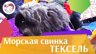 Морская свинка тексель на ilikepet. Особенности породы, уход