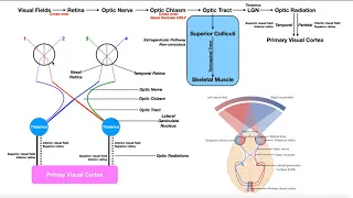 Cranial Nerve II - Optic Nerve | Structure, Function & Visual Pathway