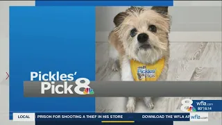 Pickles' Pick