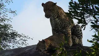 Leopards mating with Tim Brown Tours