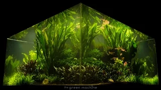 Nature's Chaos Transformed into a Jungle Aquascape by James Findley