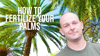 How To Fertilize Your Palms - O'Neil's Tree Service