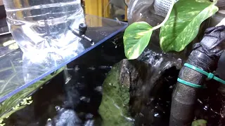 How I Do Water Changes On Small Nano Tanks - Shrimp Keeping