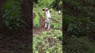 #buhayfarmer #bukid how to fertilize siling sultan