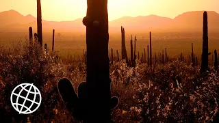 Saguaro National Park, Arizona, USA  [Amazing Places 4K]