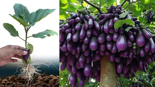 Best Techniques Growing Eggplant trees with Banana fruit Using Unique Skill For grow at home